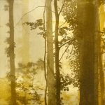 foggy-woods.photopolymeretching.8x10.5 ‣ Handwright Gallery & Framing