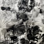 Black and white shapes of Lotus Leaves contrasting eachother